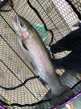 フィッシング サンクチュアリ 釣果