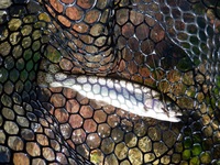 秩父フライフィールド 釣果