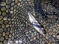 秩父フライフィールド 釣果