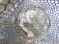 秩父フライフィールド 釣果