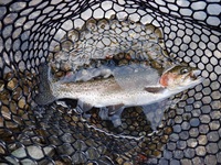 秩父フライフィールド 釣果