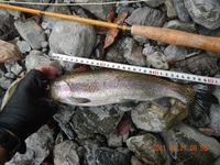 秩父フライフィールド 釣果