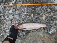 秩父フライフィールド 釣果