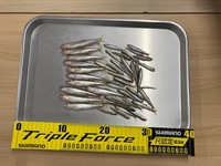 秩父フライフィールド 釣果