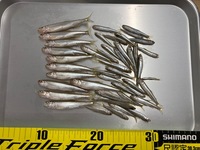 秩父フライフィールド 釣果