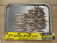 秩父フライフィールド 釣果