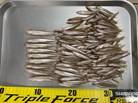 秩父フライフィールド 釣果