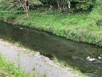 秩父フライフィールド 釣果