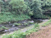 秩父フライフィールド 釣果