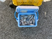 秩父フライフィールド 釣果