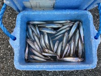 秩父フライフィールド 釣果