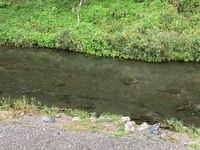 秩父フライフィールド 釣果