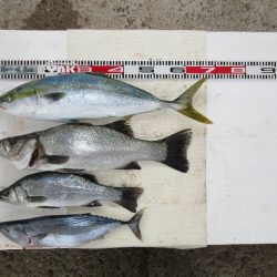 寿丸 釣果