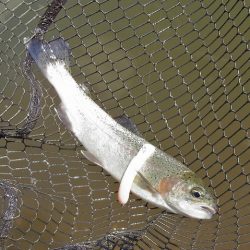 平谷湖フィッシングスポット 釣果