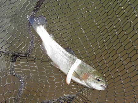 平谷湖フィッシングスポット 釣果