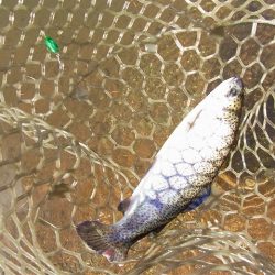 平谷湖フィッシングスポット 釣果