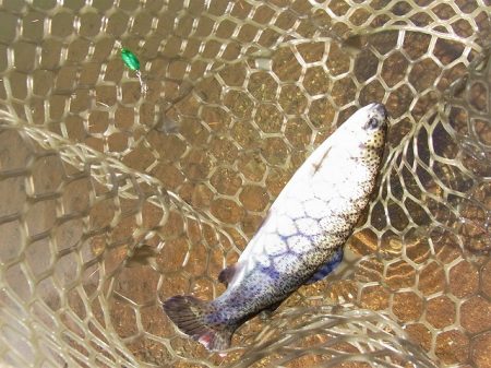 平谷湖フィッシングスポット 釣果