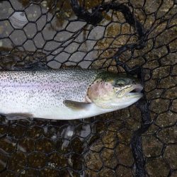 平谷湖フィッシングスポット 釣果