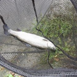 平谷湖フィッシングスポット 釣果