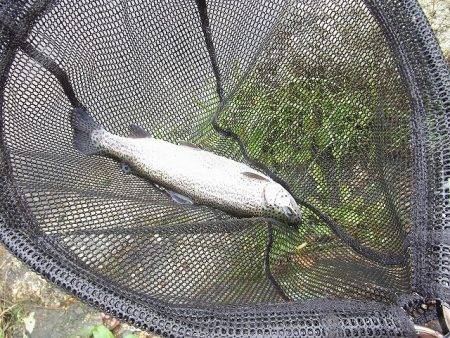 平谷湖フィッシングスポット 釣果