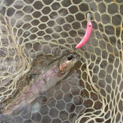 平谷湖フィッシングスポット 釣果