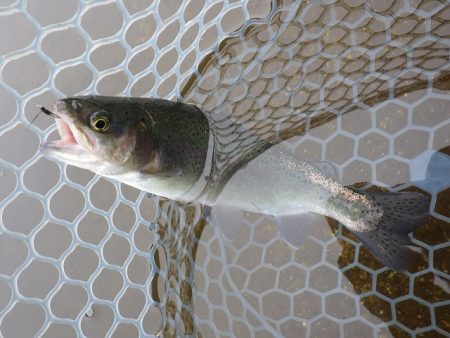 平谷湖フィッシングスポット 釣果