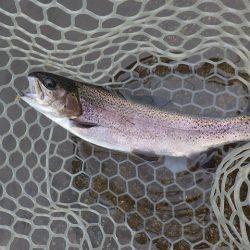 平谷湖フィッシングスポット 釣果