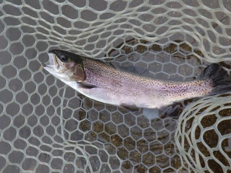 平谷湖フィッシングスポット 釣果