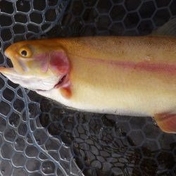 平谷湖フィッシングスポット 釣果