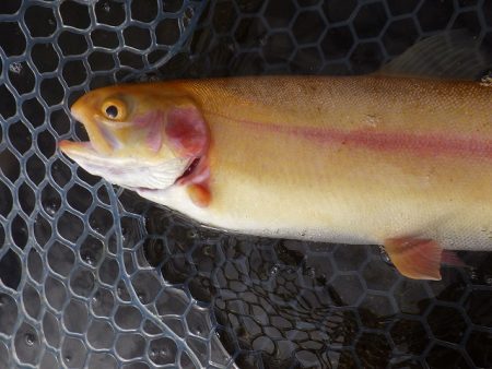 平谷湖フィッシングスポット 釣果