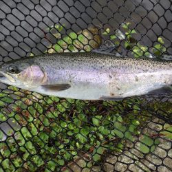 平谷湖フィッシングスポット 釣果