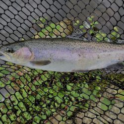 平谷湖フィッシングスポット 釣果