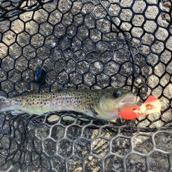 平谷湖フィッシングスポット 釣果