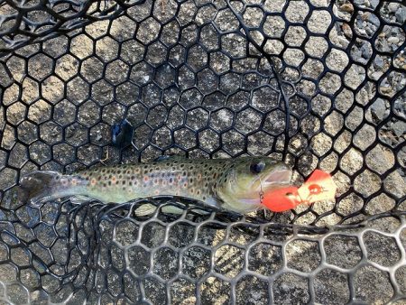 平谷湖フィッシングスポット 釣果