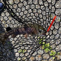 平谷湖フィッシングスポット 釣果