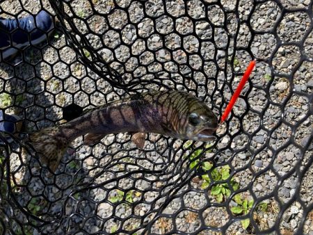 平谷湖フィッシングスポット 釣果