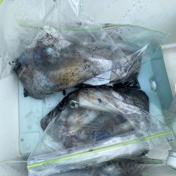 あみや渡船 釣果