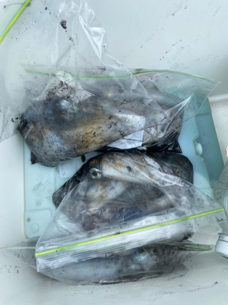 あみや渡船 釣果