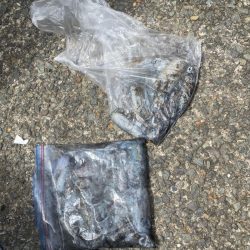 あみや渡船 釣果