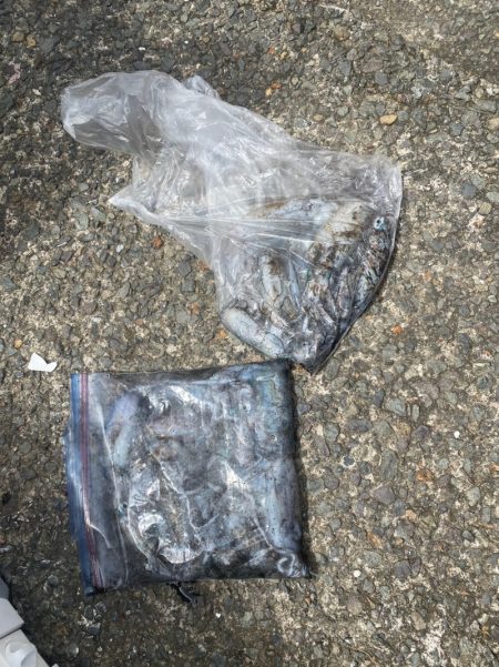 あみや渡船 釣果