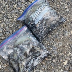 あみや渡船 釣果