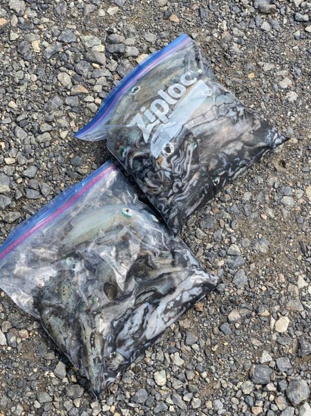 あみや渡船 釣果