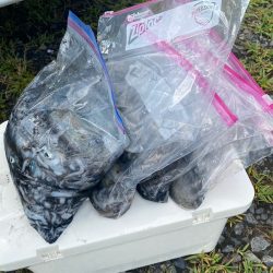 あみや渡船 釣果