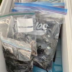 あみや渡船 釣果