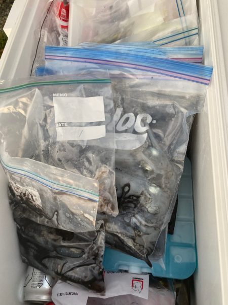 あみや渡船 釣果