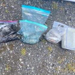 あみや渡船 釣果