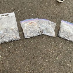 あみや渡船 釣果