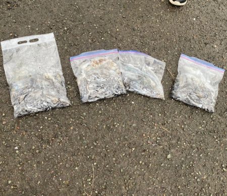 あみや渡船 釣果