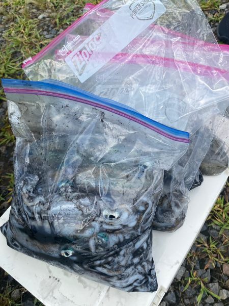 あみや渡船 釣果