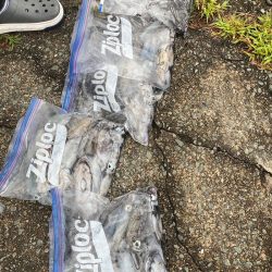 あみや渡船 釣果